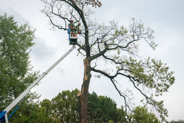 Best Professional Tree Care  in Truckee, CA